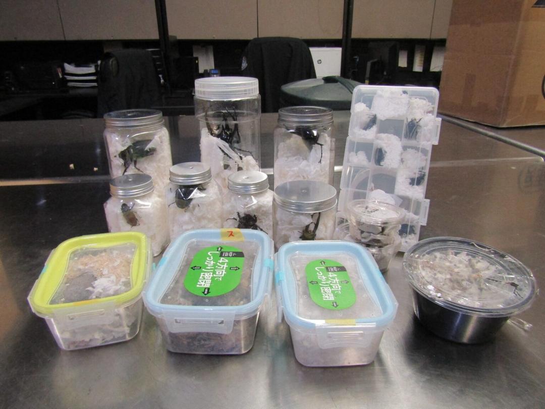 Viral: Descubren escarabajos vivos en dulces japonesas en EU