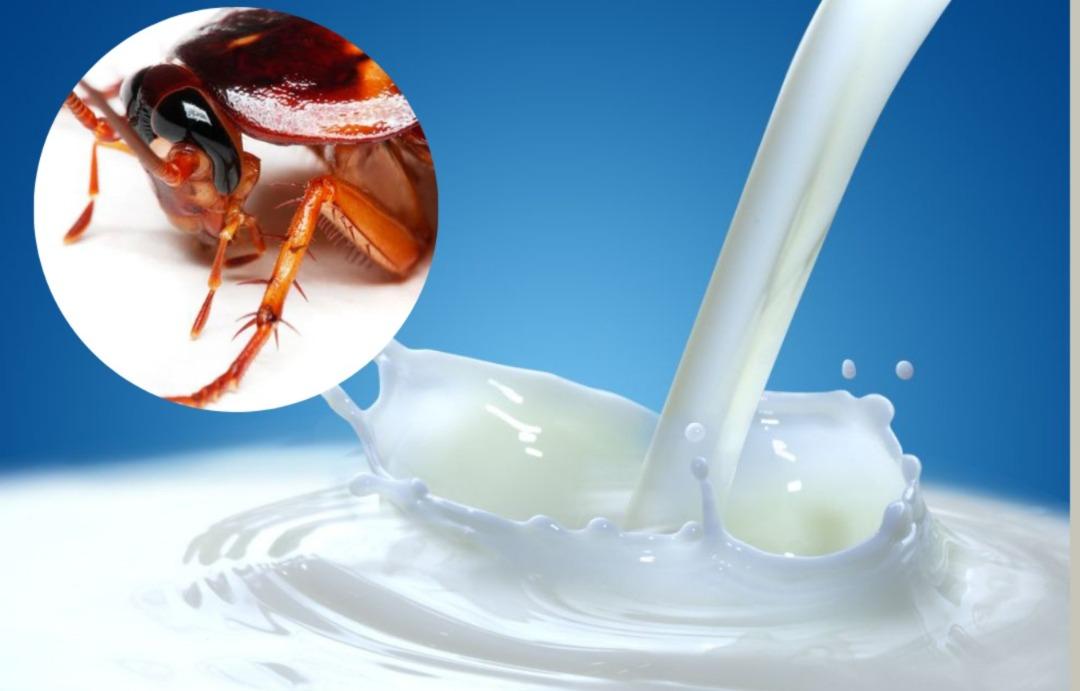 Viral: Leche de cucaracha sería el alimento del futuro
