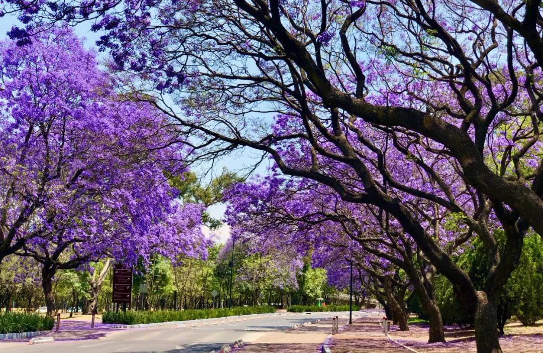 Equinoccio de Primavera 2025: ¿Cuándo es y a qué hora comienza en México?