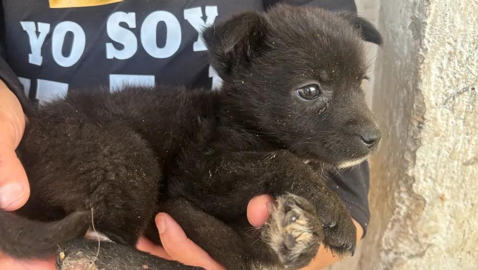 Zapopan: Queman vivos a cachorros en colonia Mesa Colorada
