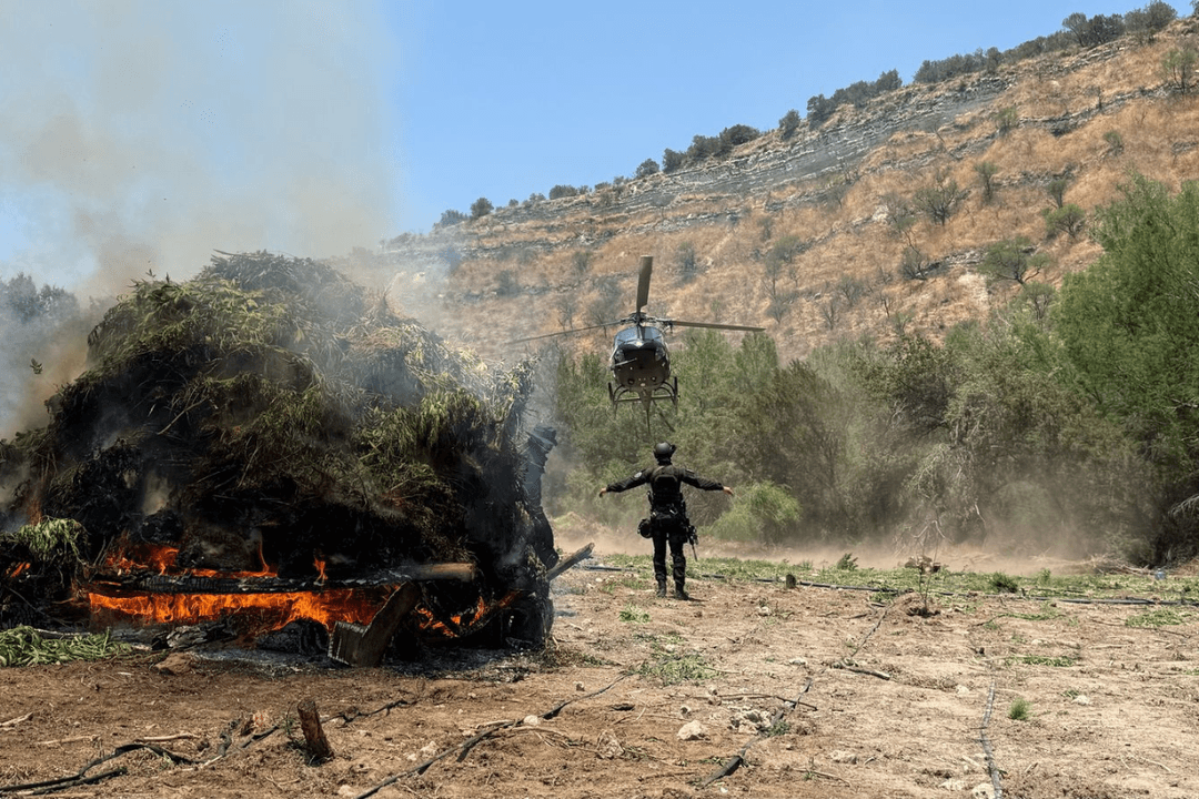 Teocaltiche: Destruyen más de 700 mil plantas de marihuana