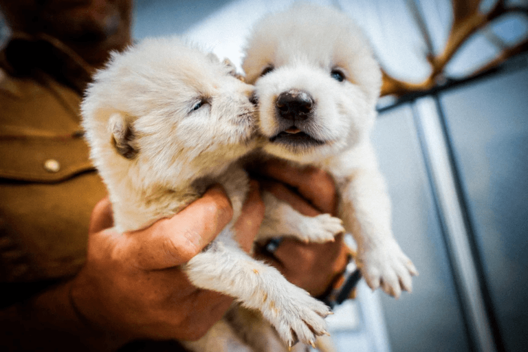 Lobo Terrible: Regresa de la extinción después de 10 mil años