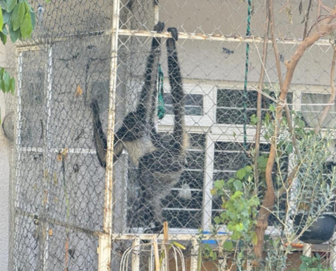 Ameca: FGR asegura un mono araña en una casa