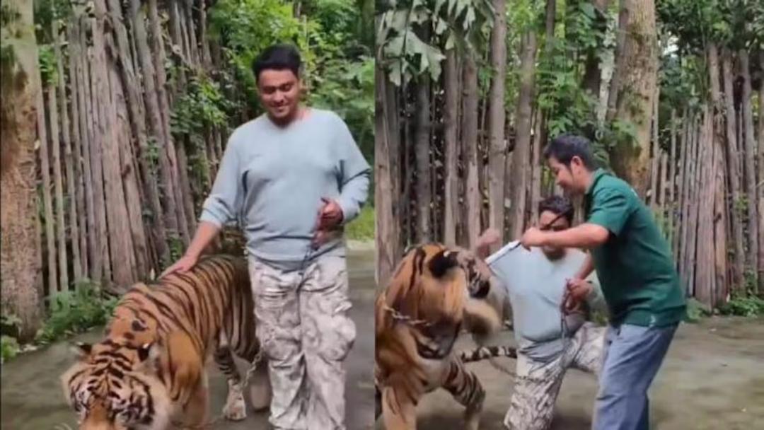 Viral: Turista es atacado por tigre en Tailandia
