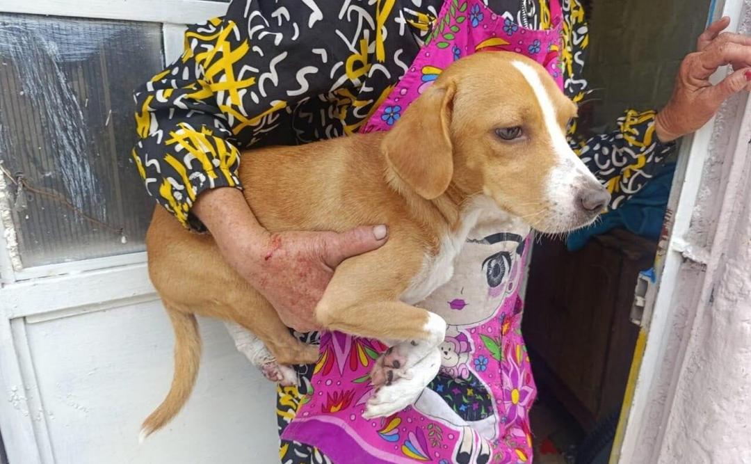 Zapopan: Rescatan a 16 perros y gatos maltratados en La Tuzanía