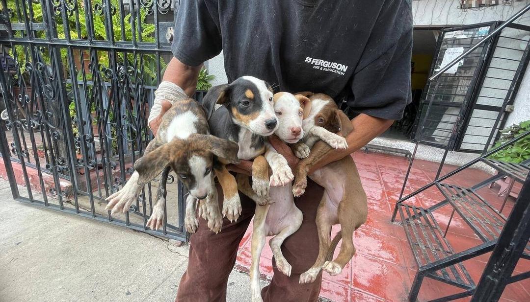 Guadalajara: Rescatan a 17 perros en El Deán