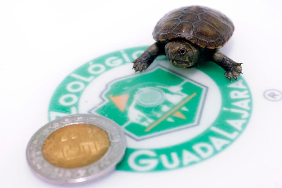 VIRAL: Nace ejemplar de una tortuga en peligro de extinción en Guadalajara