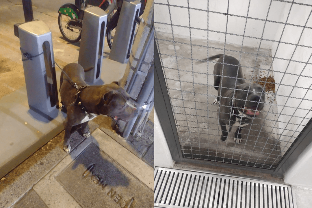 Guadalajara: Rescatan a pitbull abandonado en ciclopuerto