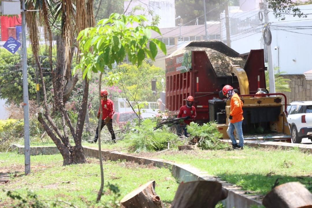 Guadalajara retira más de mil 500 árboles en riesgo de caer