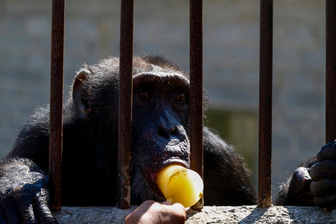 VIRAL: Chimpancés consumen alcohol a diario