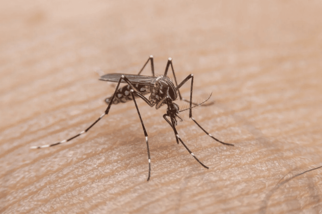 Dengue en Jalisco: SSJ reporta reducción de casos