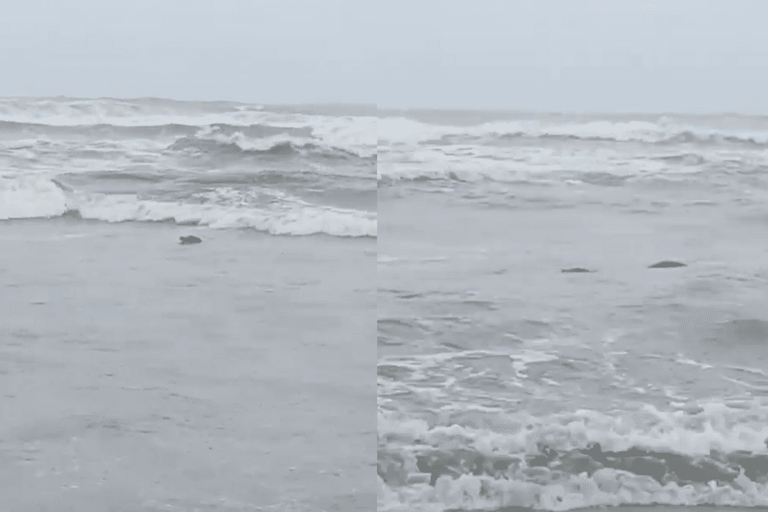 Huracán Priscilla arroja a cocodrilo gigante en Michoacán; lo buscan