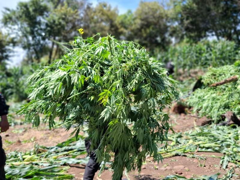 Tequila: Aseguran más de 100 toneladas de marihuana