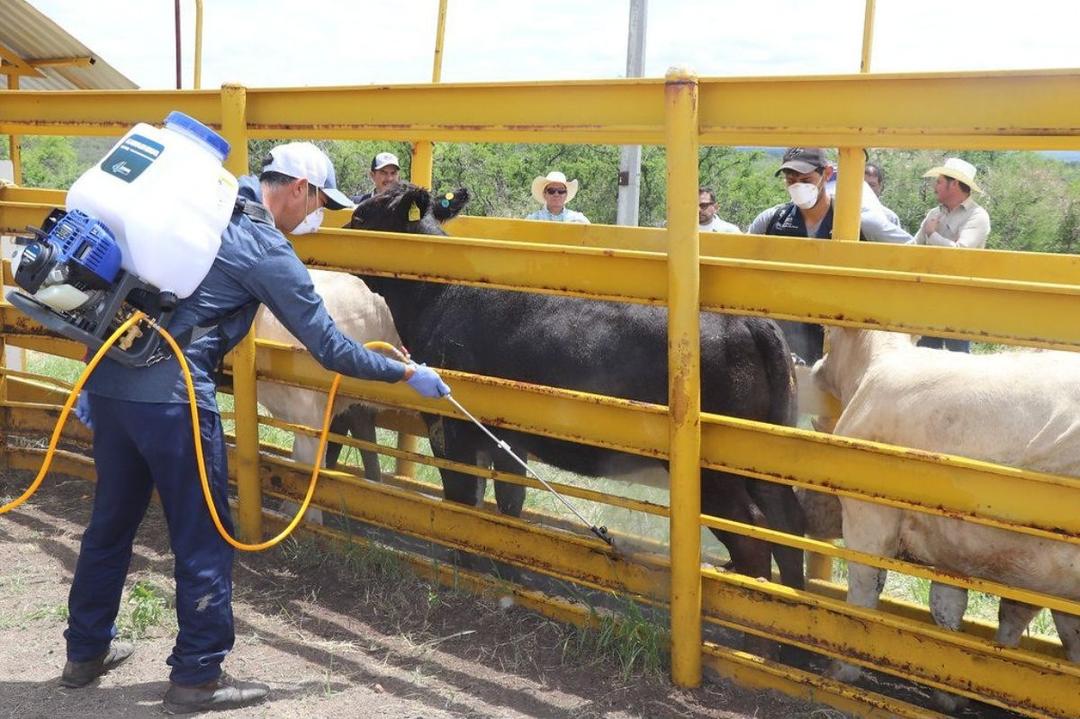Jalisco confirma la ausencia del Gusano Barrenador del ganado
