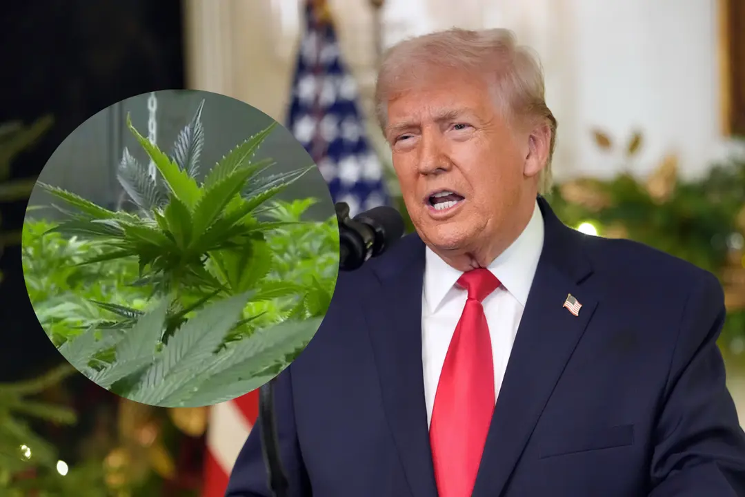 EU: Marihuana pasa a la categoría de analgésico; Trump firmó orden ejecutiva