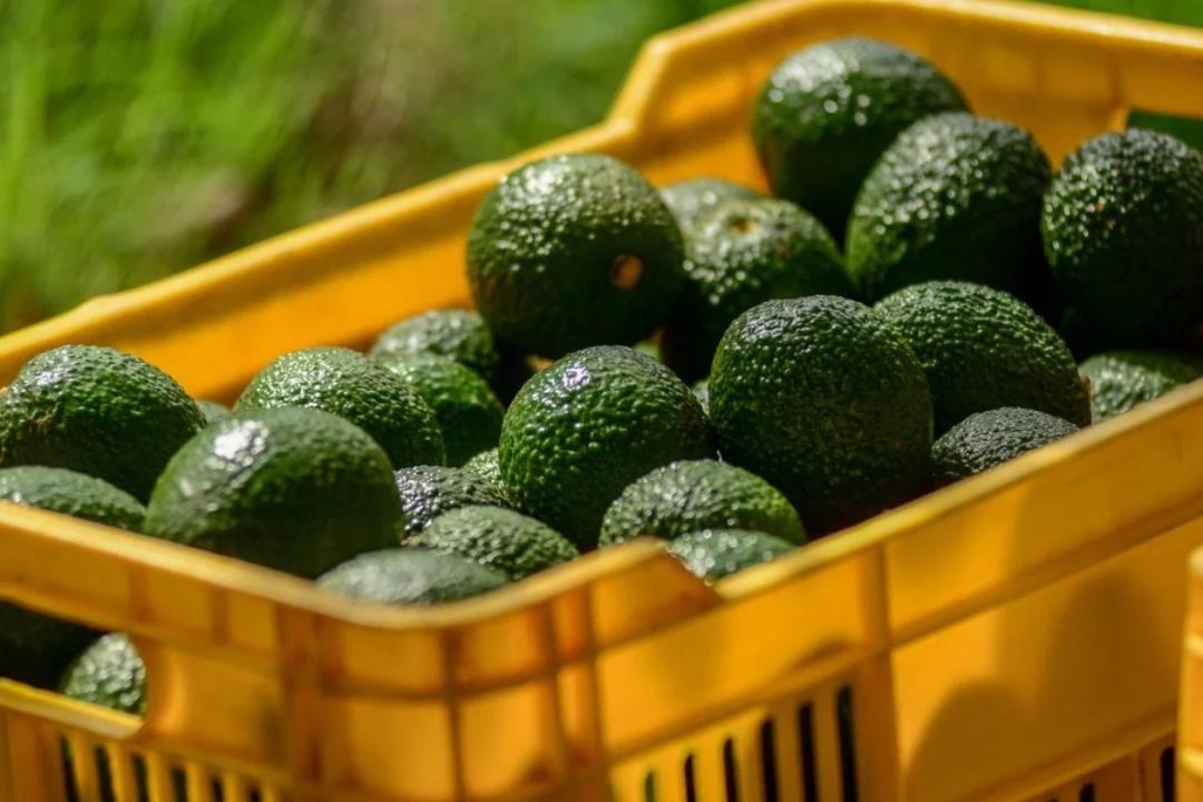 Jalisco y Michoacán, los únicos autorizados en exportar aguacate a EU