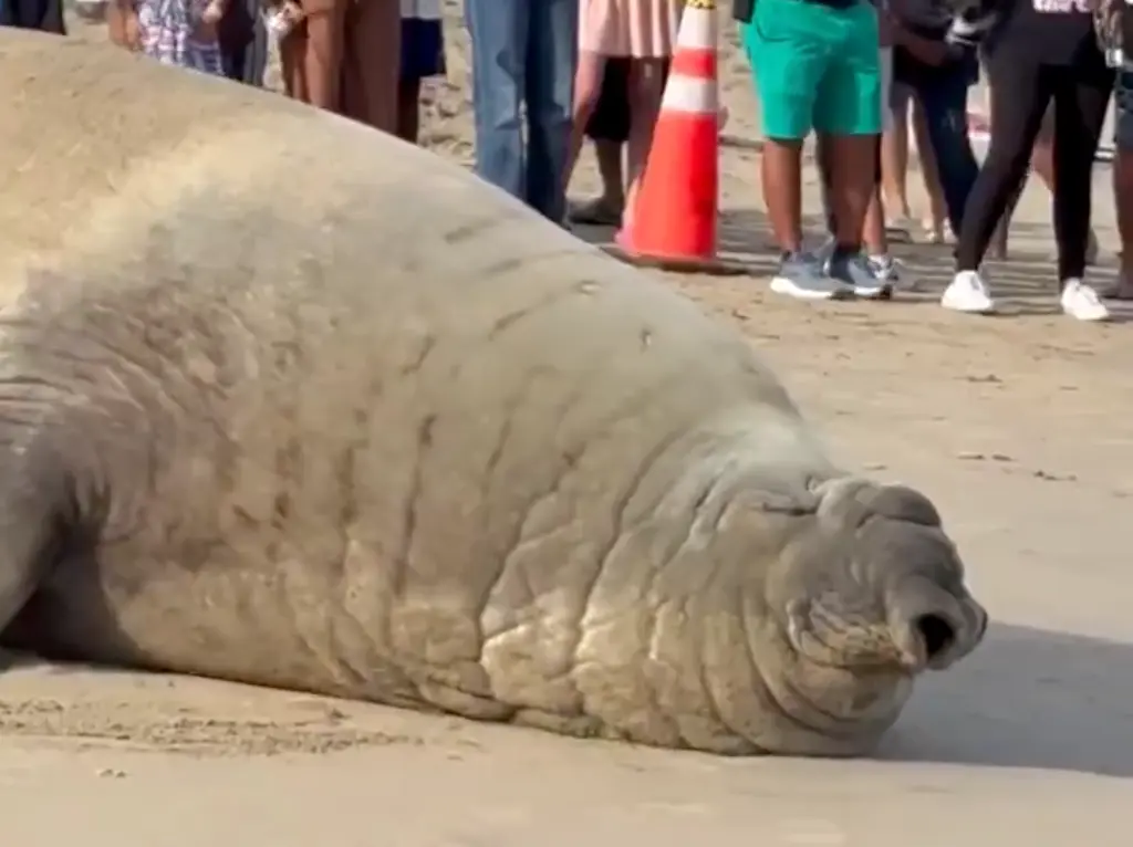 VIDEO: Captan a elefante marino en playas de Nayarit