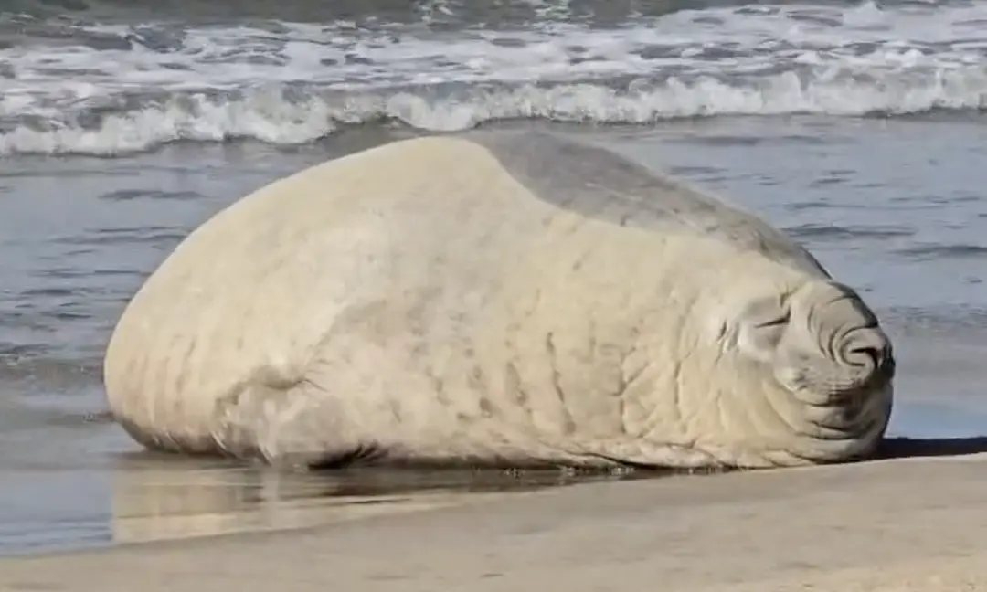 Elefante Marino en Nayarit: “Panchito” conquistó a todos en su vista a Los Ayala