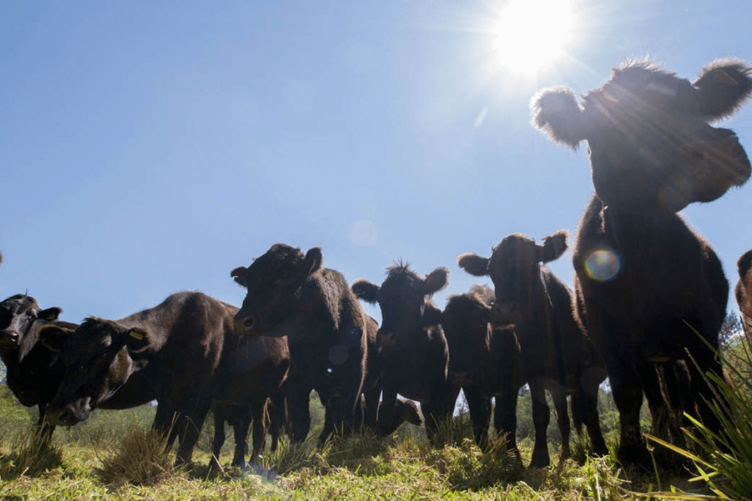 Jalisco confirma segundo caso de gusano barrenador del ganado