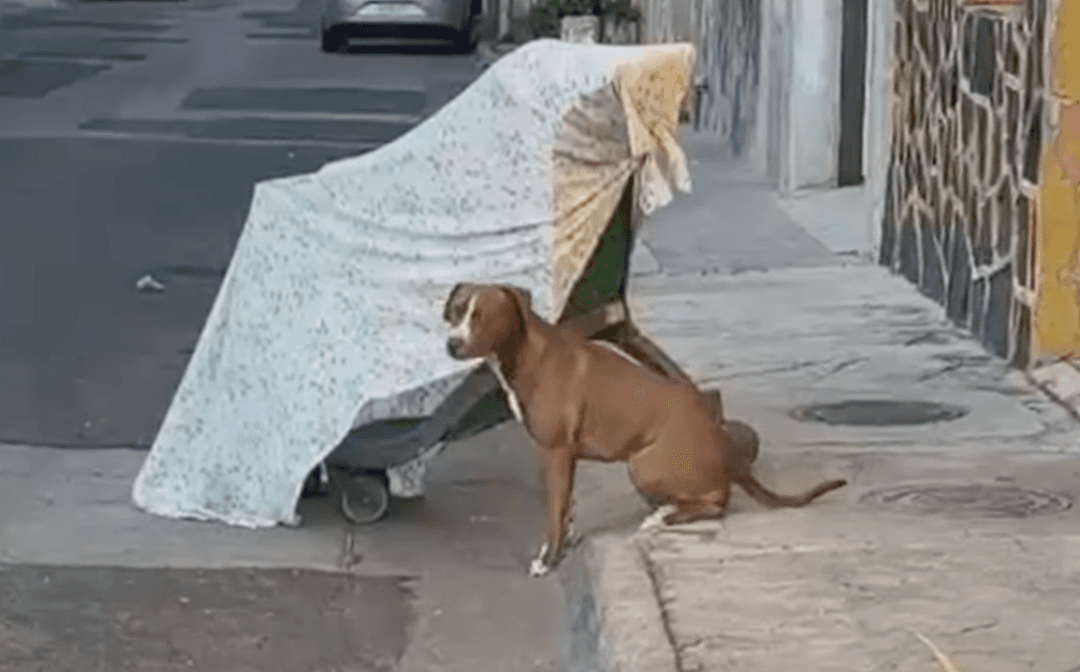 Guadalajara: Fallece hombre acompañado de su perro en la colonia Del Fresno