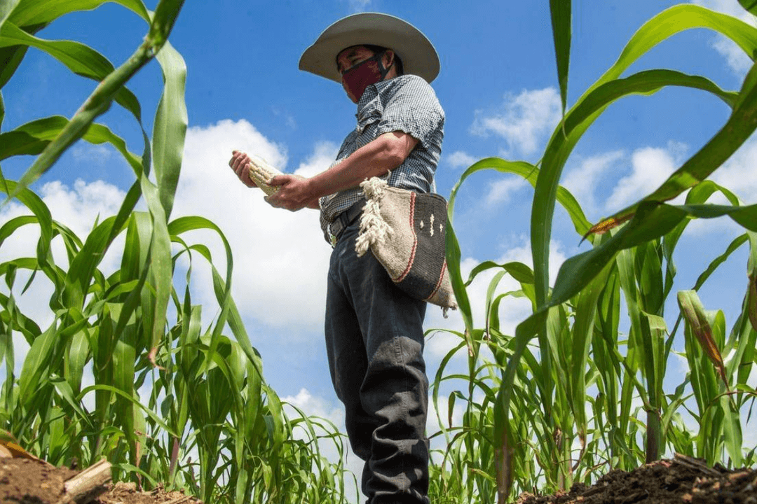 Jalisco: Productores de maíz amenazan con movilizaciones por incumplimiento