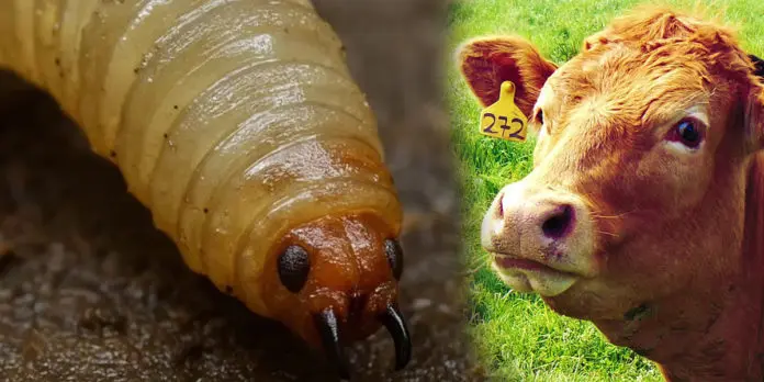 Jalisco: Reportan seis casos activos de gusano barrenador