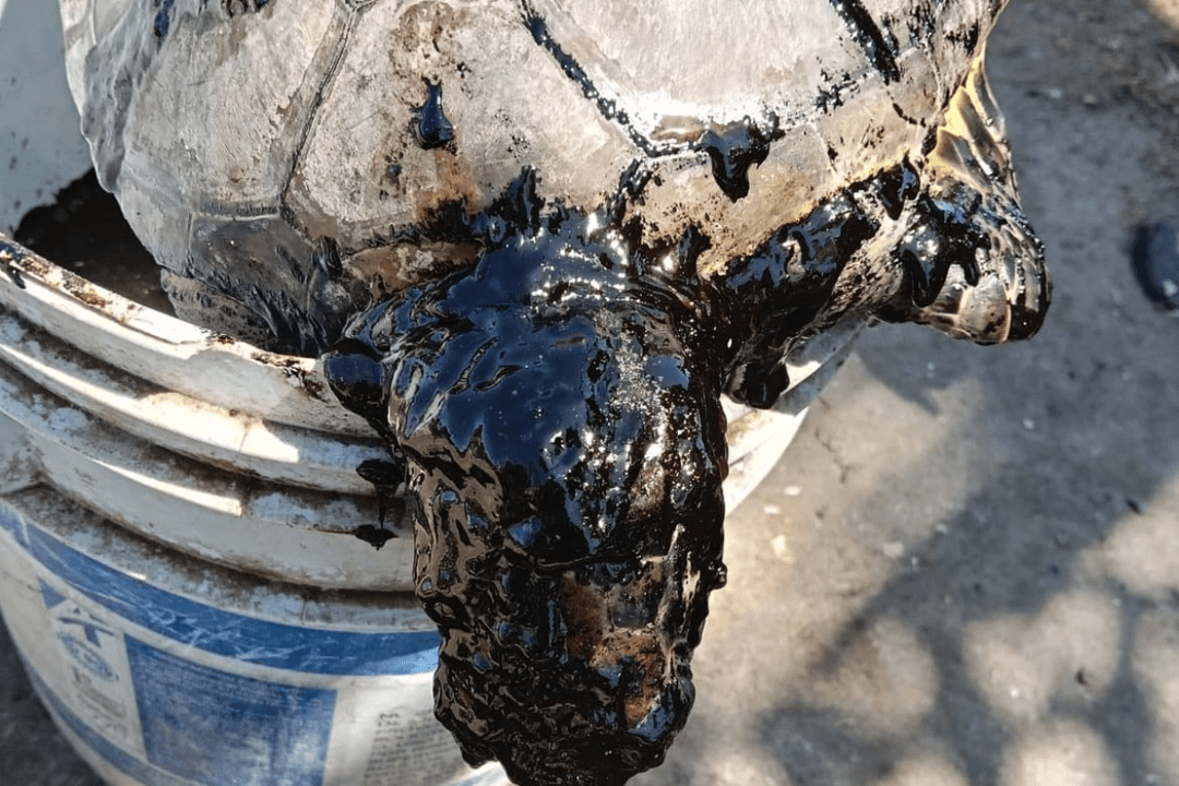 Golfo de México: Siguen afectaciones a especies marinas