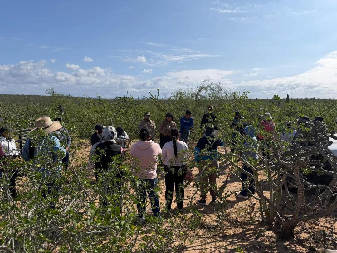 Baja California: Localizan cinco fosas clandestinas