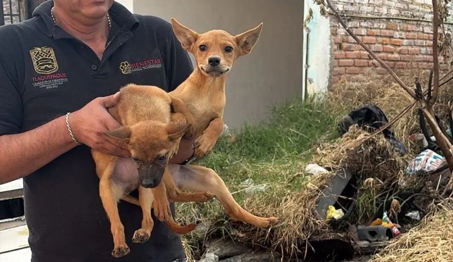 Tlaquepaque: Rescatan a 21 perros en la colonia San Pedrito