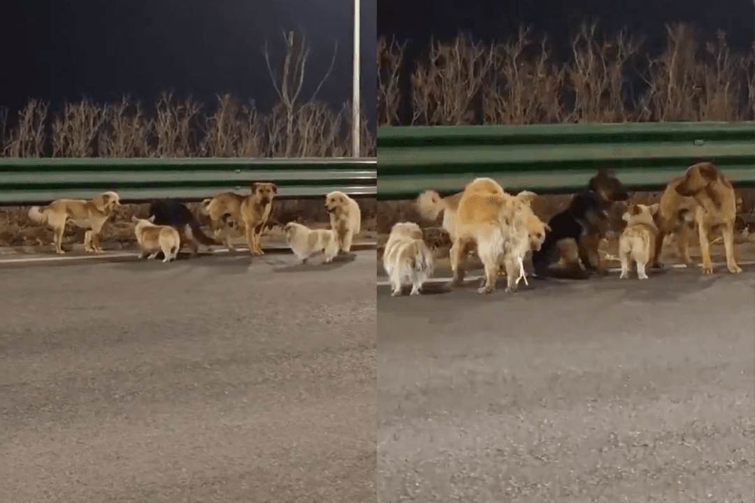 VIDEO: Siete perros recorren 17 km tras ser robados y vuelven a casa