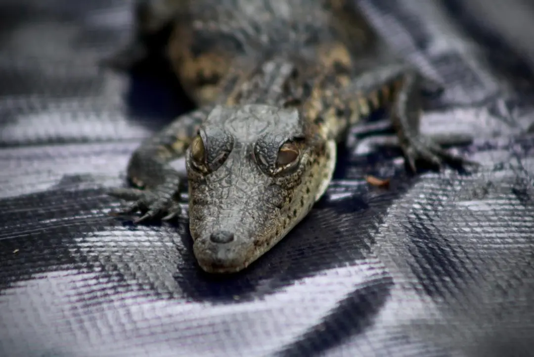 Guadalajara: Localizan un cocodrilo en el Parque Morelos