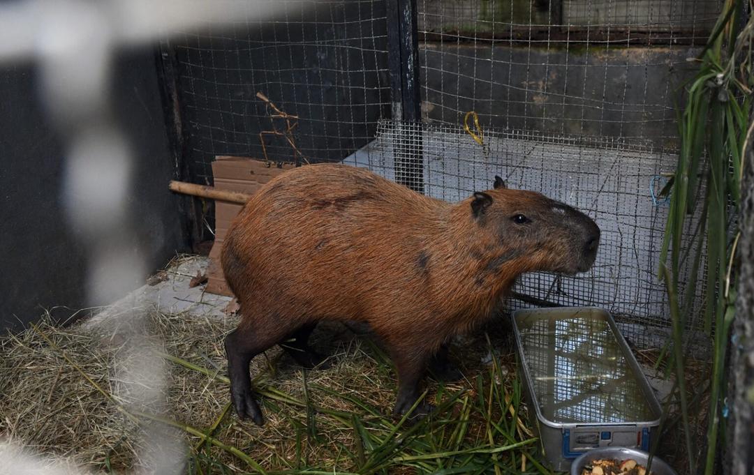 Brasil: ¡Lamentable! Varios detenidos por golpear a un capibara en Rio de Janeiro