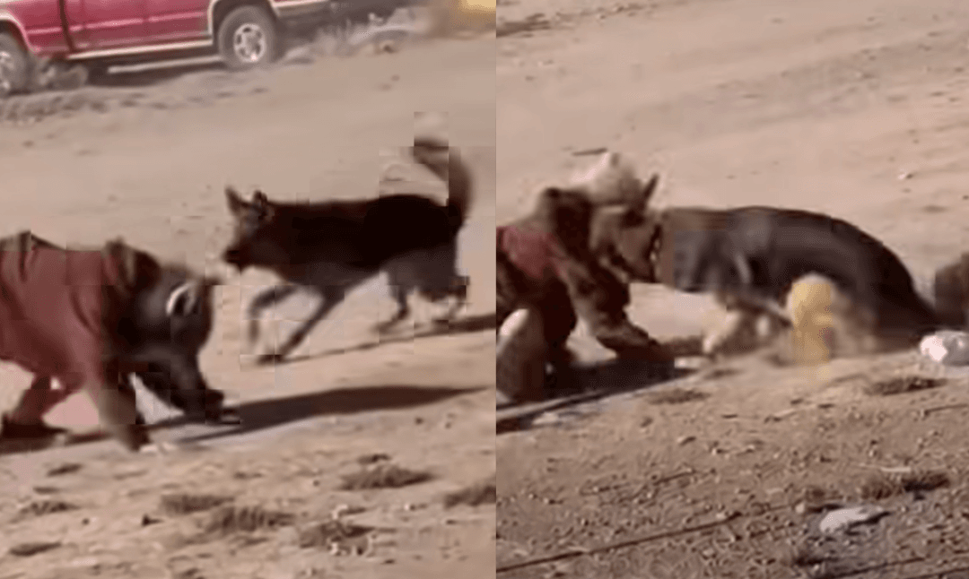 VIDEO: Perro ataca a un therian en plena calle