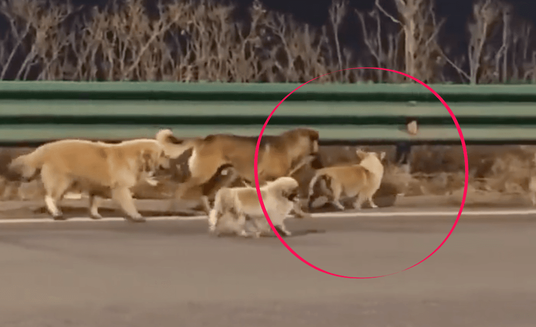 VIDEO: Corgi lidera escape de 7 perros robados en China