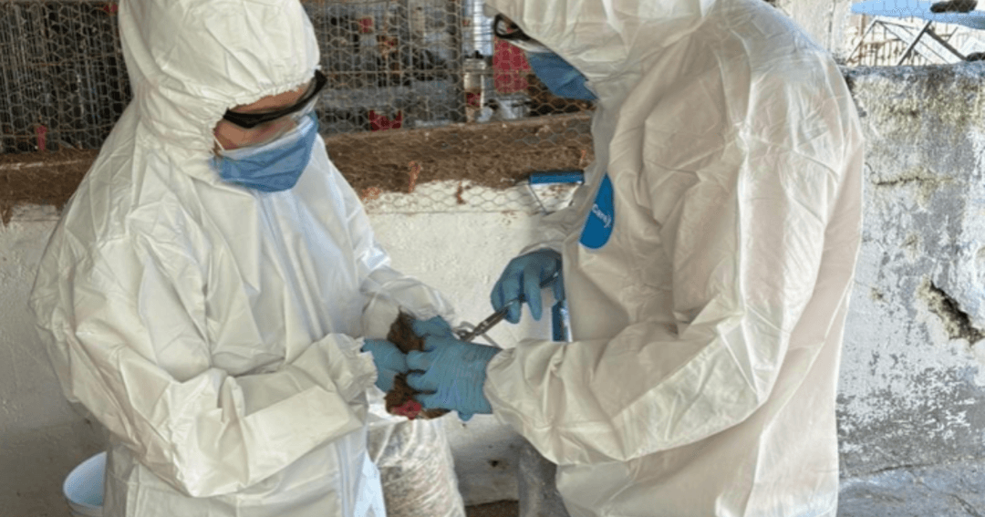 ASICA Jalisco anuncia jornada de vacunación gratuita contra Newcastle