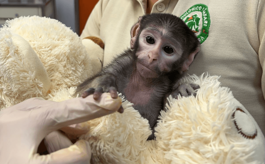 Zoologico de Guadalajara: Conoce a Yuji, el mono conocido como el Punch Tapatío