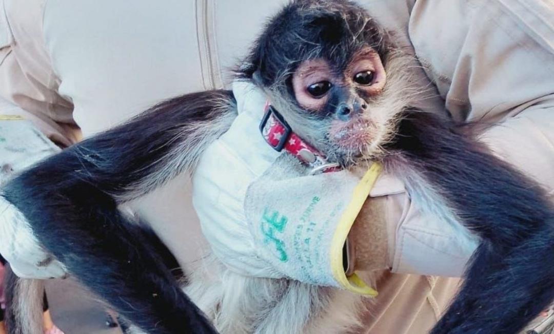Guadalajara: Rescatan a mono araña tras descarga eléctrica