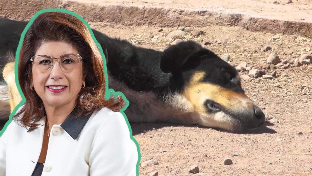 Mariela Gutiérrez: Senadora reconoce eutanasia de 10 mil perros en Tecámac