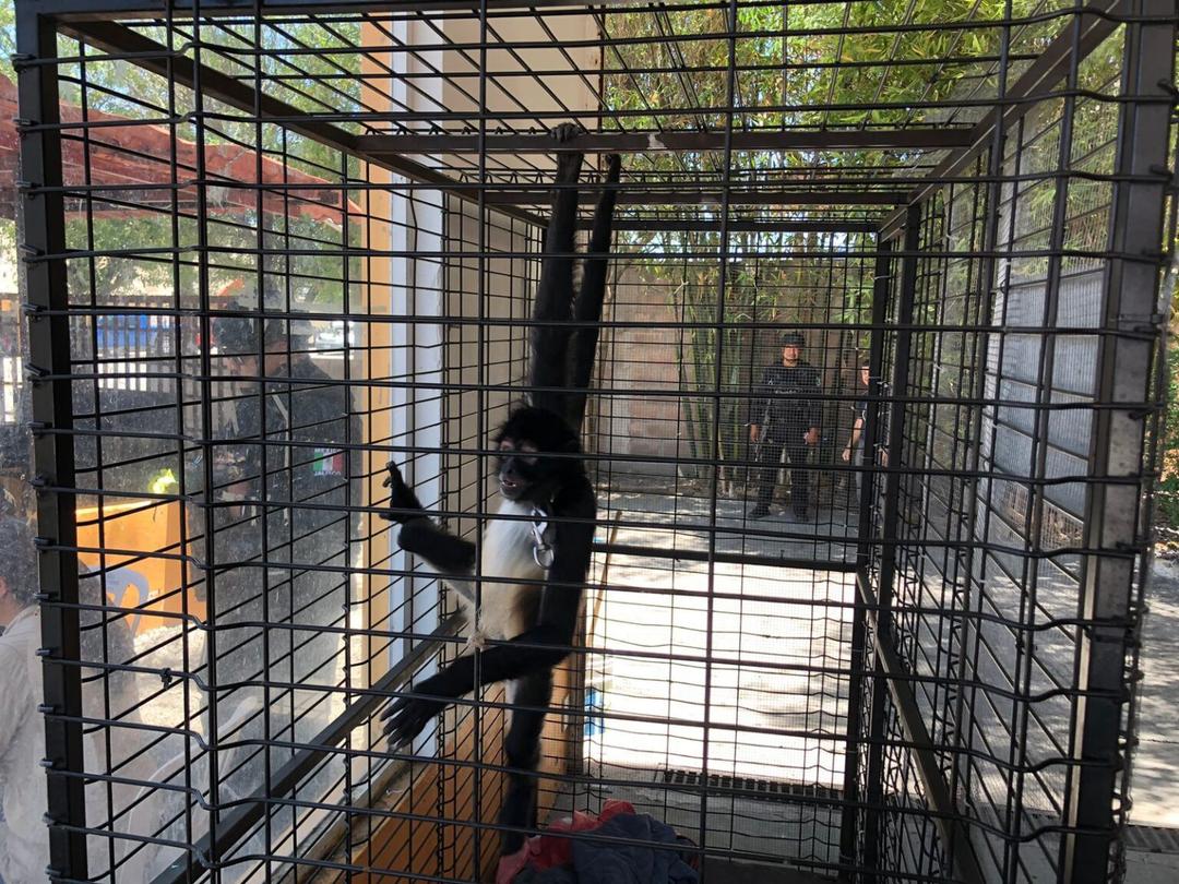 Jalostotitlán: Rescatan a mono en cautiverio y sin permiso