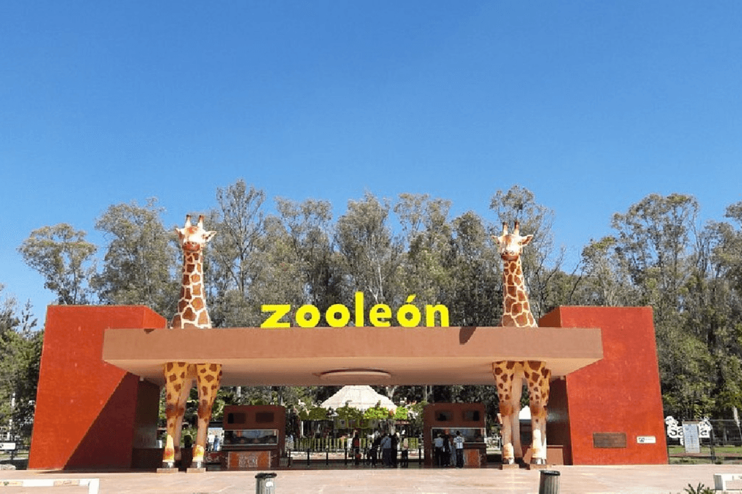 Zoológico de León: Más de mil muertes, sobrepoblación y adeudos desde 2015