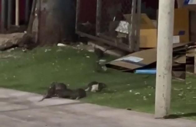 Culiacán: Reportan plaga de ratas en hospital del ISSSTE