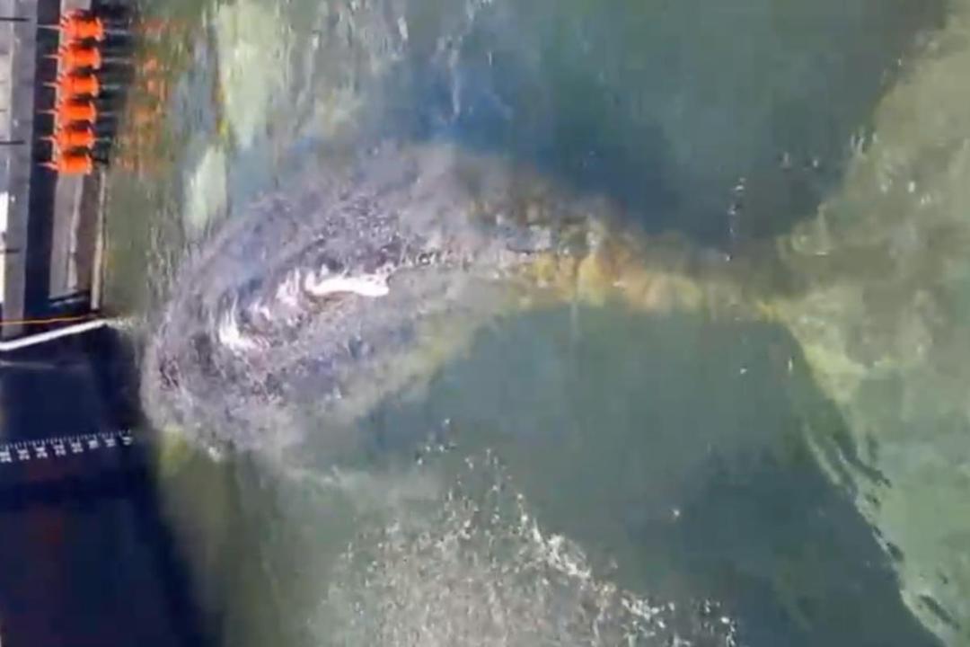 Ballena Timmy es liberada en el mar del Norte tras exitoso traslado