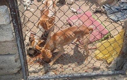 Zapopan: Rescatan a 7 animales en malas condiciones