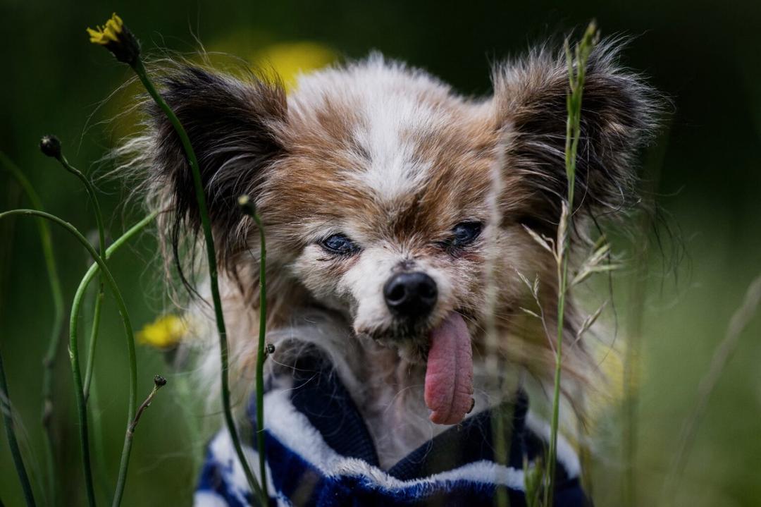 Lazare: Muere a los 30 años, el ‘perro más viejo dle mundo’