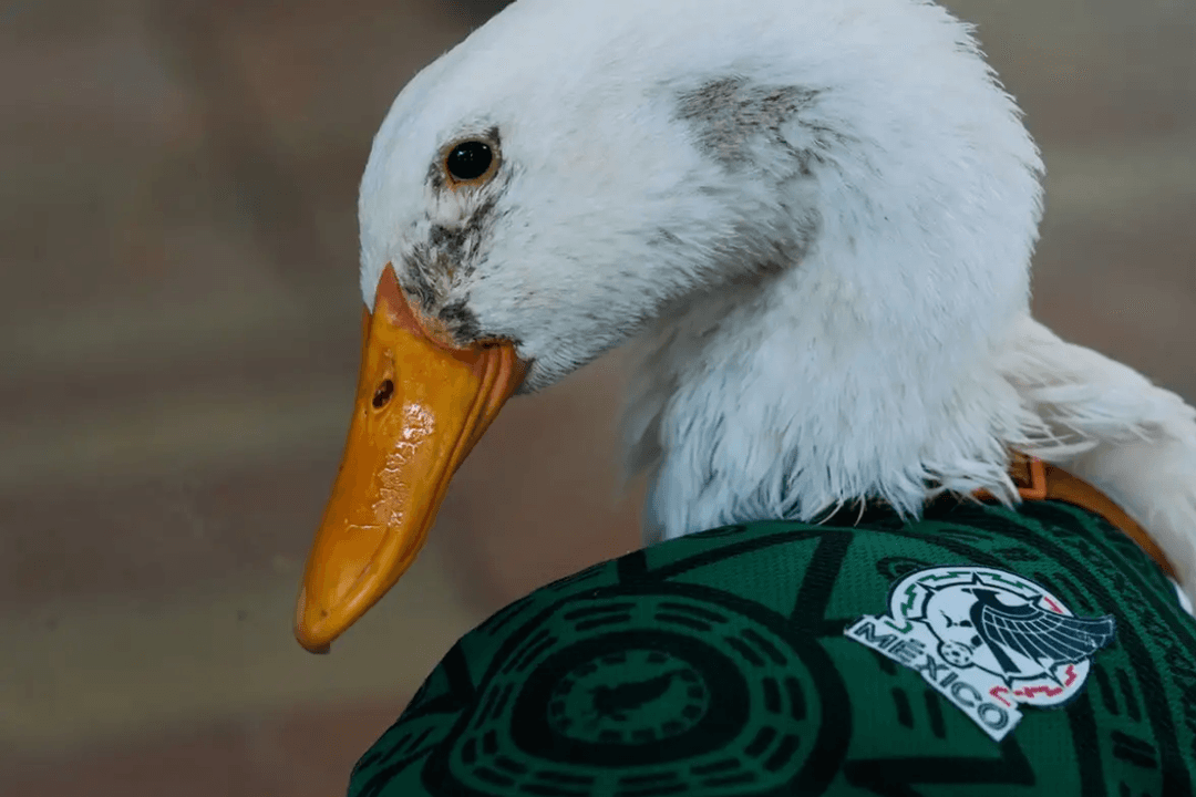 ¡Invitado especial! Pato Merlín llegará hasta ‘La Mañanera’