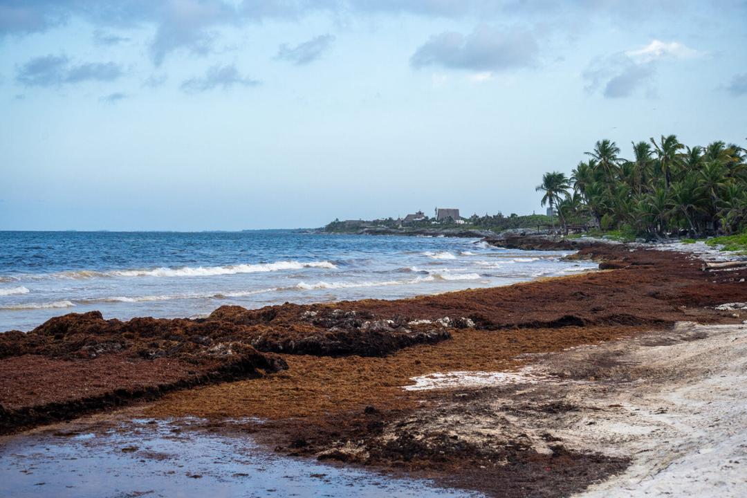 México escala esfuerzos para contener el sargazo en el Caribe
