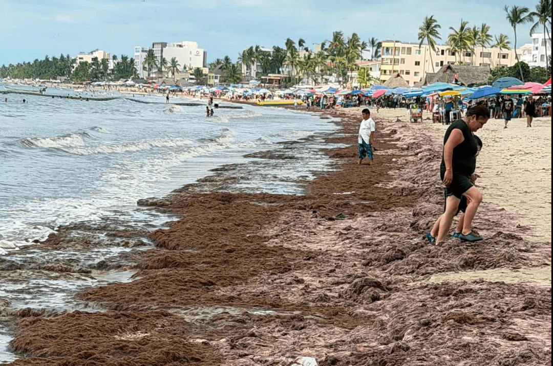 Guayabitos: ¿Hay presencia de sargazo en playas de Nayarit?