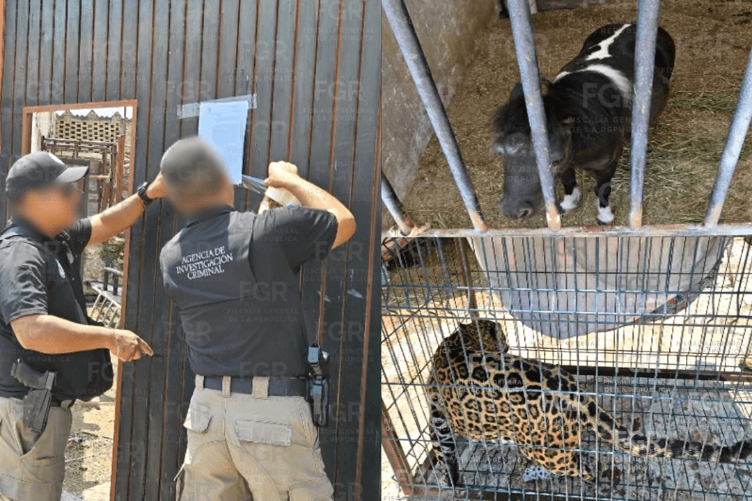 Zapopan: FGR investiga hallazgo de animales enjaulados en un predio