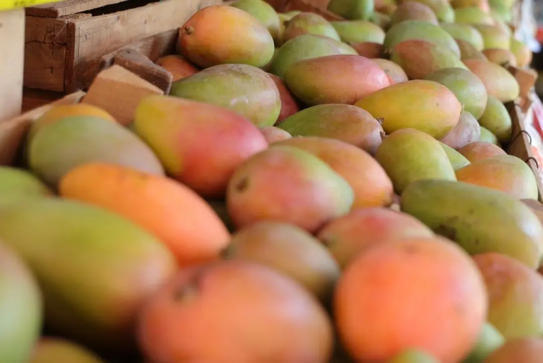 Jalisco impulsa Plan Integral para fortalecer la sanidad del mango