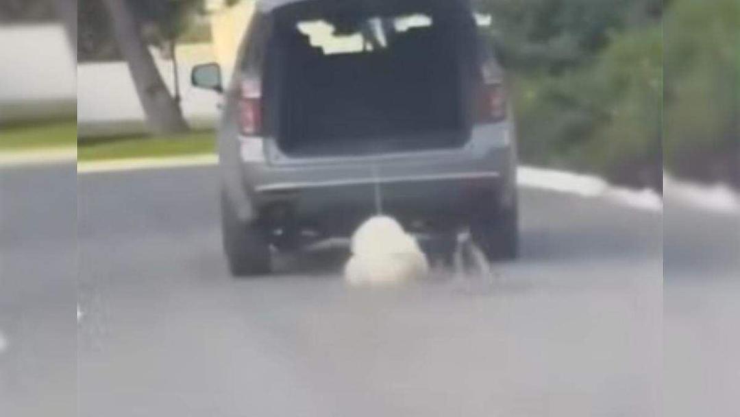 VIDEO: Mujer arrastra y atropella a perrito con su camioneta